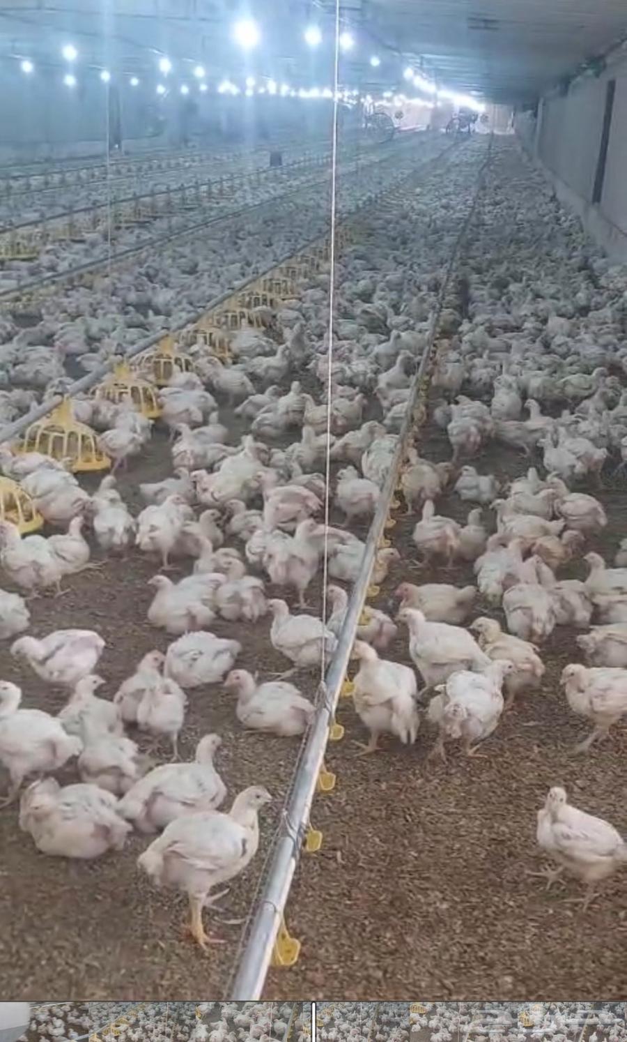 دجاج لاحم للبيع رابغ64548364460033112