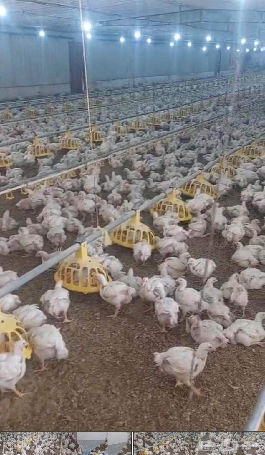 دجاج لاحم للبيع رابغ64548364460033111