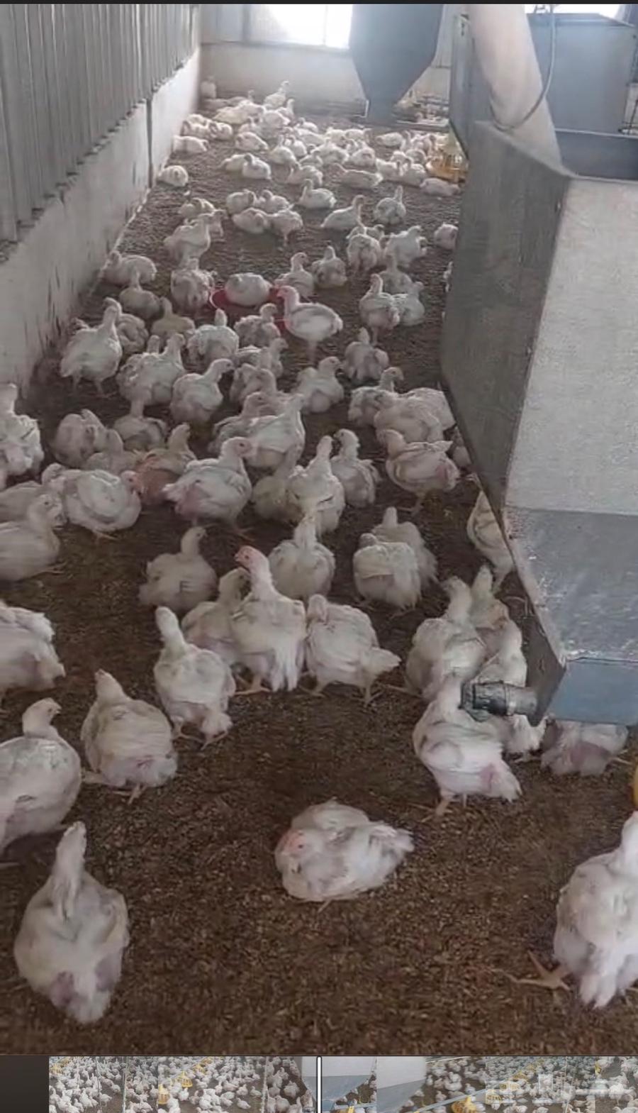 دجاج لاحم للبيع رابغ64548364460033110