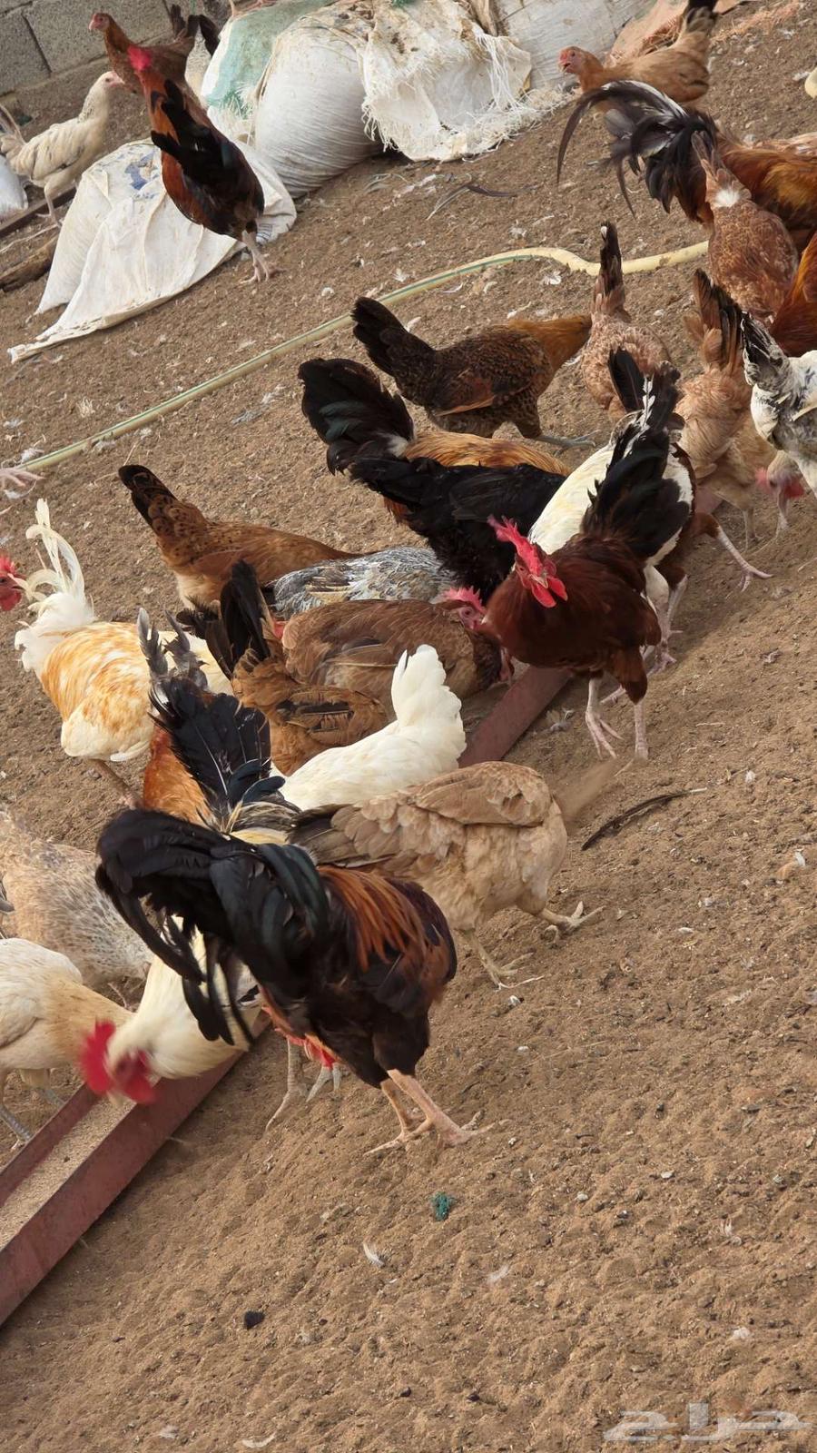 Only three days left for the offer of 10 chickens with one rooster for 200 riyals64545431434115110