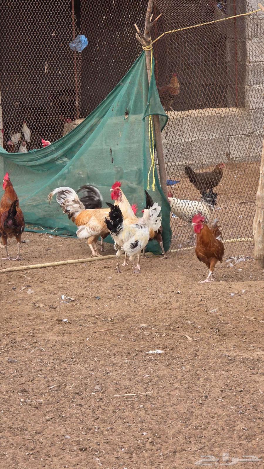 Only three days left for the offer of 10 chickens with one rooster for 200 riyals64545431434115113