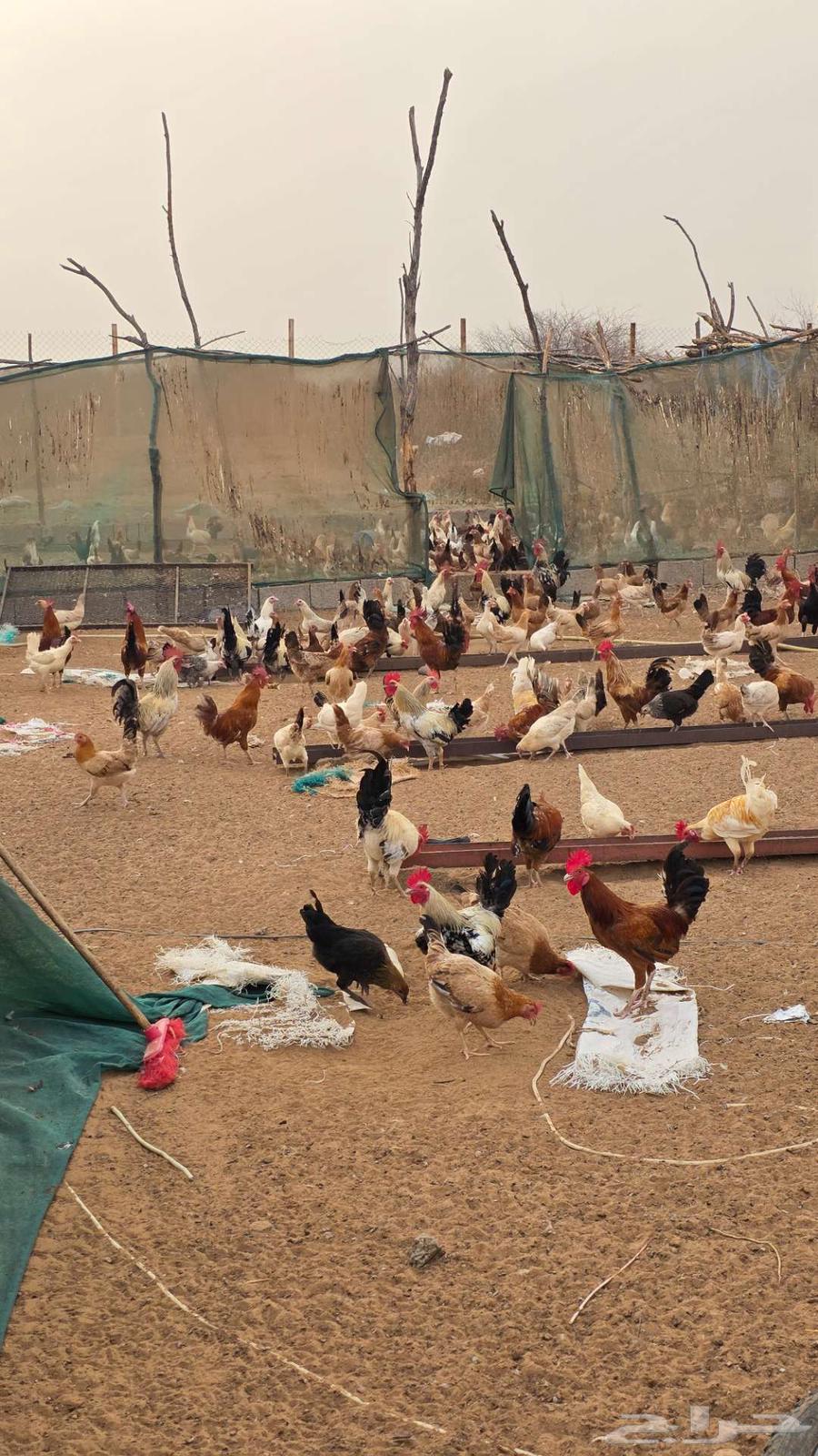 Only three days left for the offer of 10 chickens with one rooster for 200 riyals64545431434115114