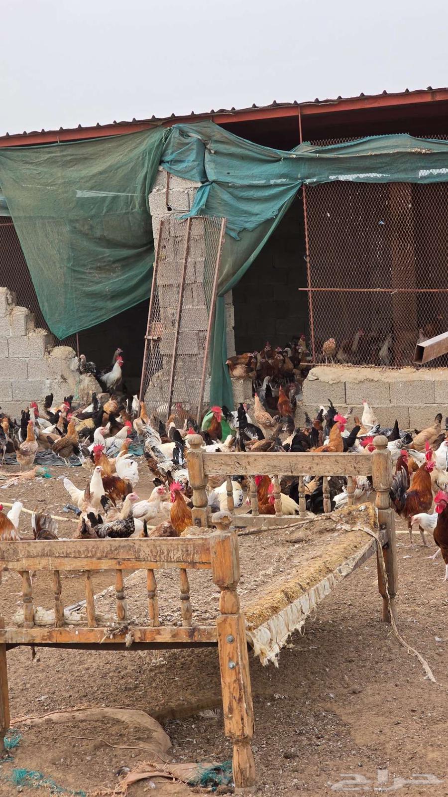 Only three days left for the offer of 10 chickens with one rooster for 200 riyals64545431434115111