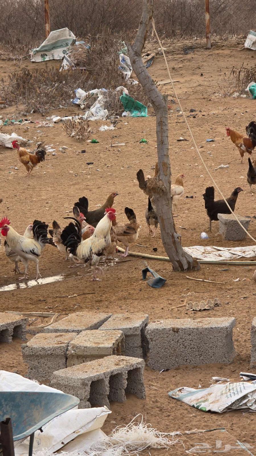 Only three days left for the offer of 10 chickens with one rooster for 200 riyals64545431434115112
