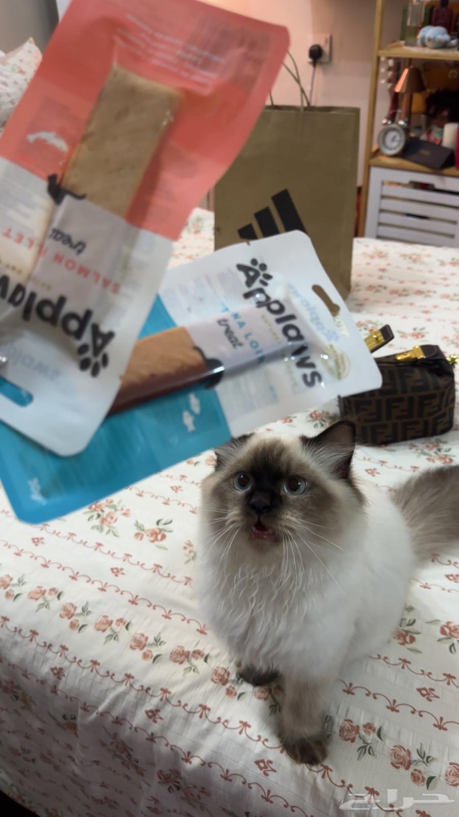 قطتين هملايا مدلله ونظيفه وللبيع مو تبني64547207880321112