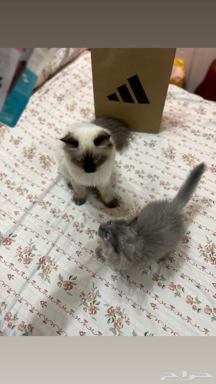 قطتين هملايا مدلله ونظيفه وللبيع مو تبني64547207880321110