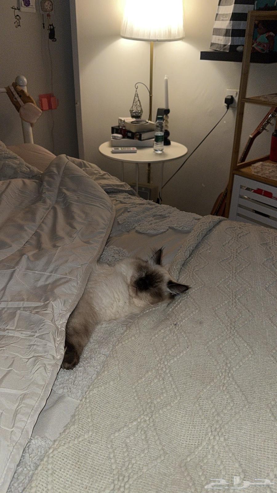 قطتين هملايا مدلله ونظيفه وللبيع مو تبني64547207880321113