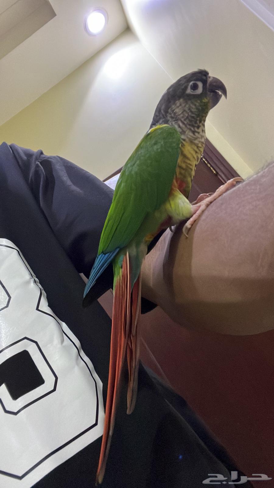 كنيور يلو سايد تم البيع64547527452163110