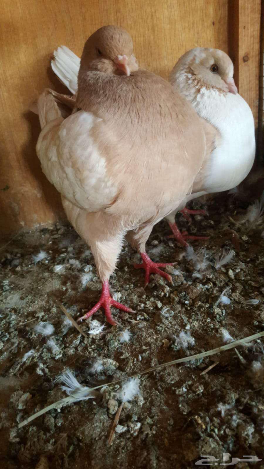 Modina 8 Pieces with Beautiful Shapes and Colors64548800449283112