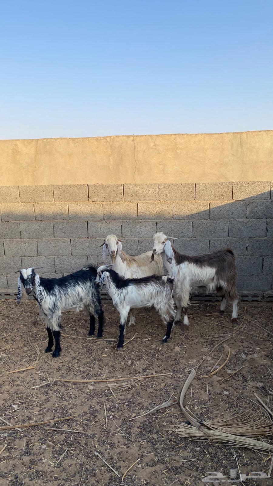 تيوس للبيع64549106885121110