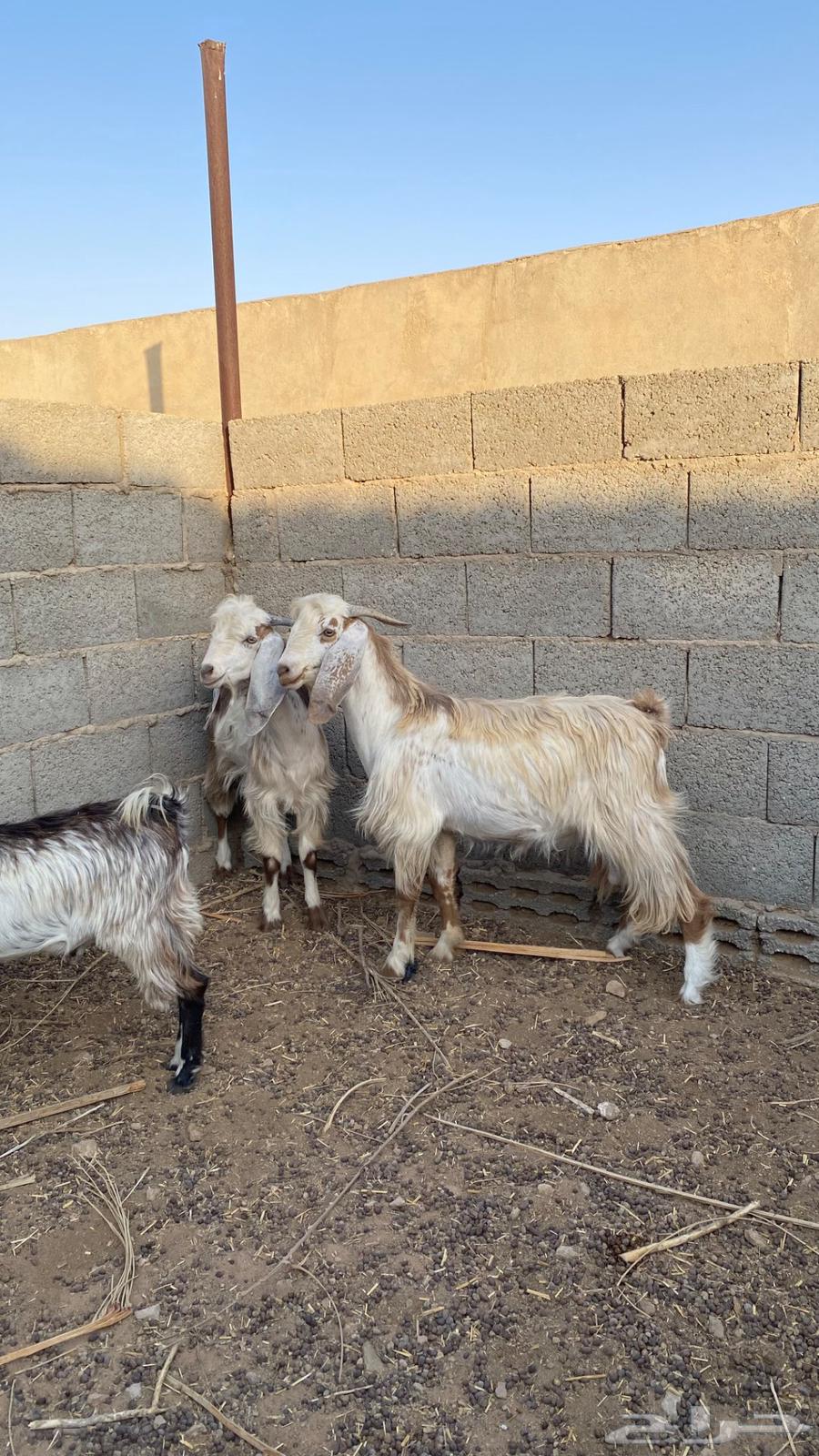 تيوس للبيع64549106885121111