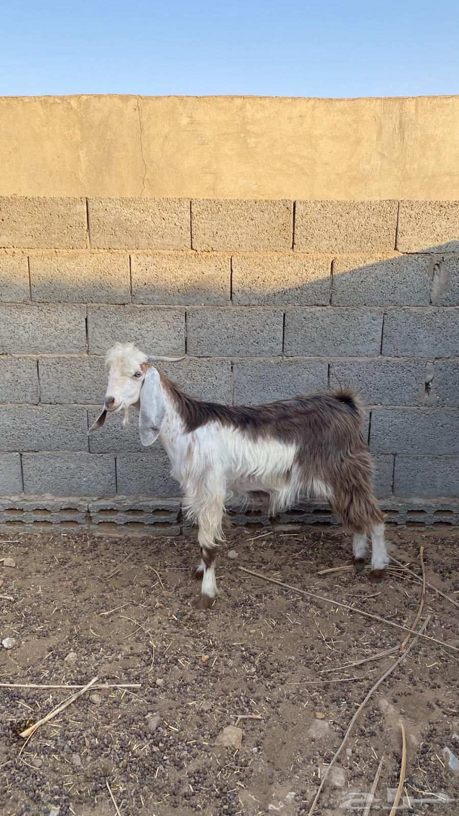 تيوس للبيع64549106885121112