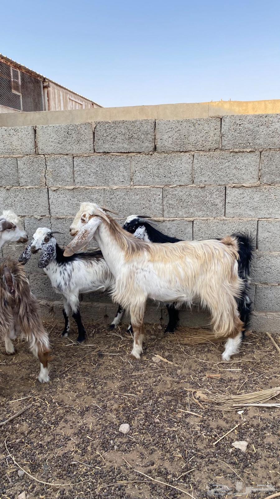 تيوس للبيع64549106885121114