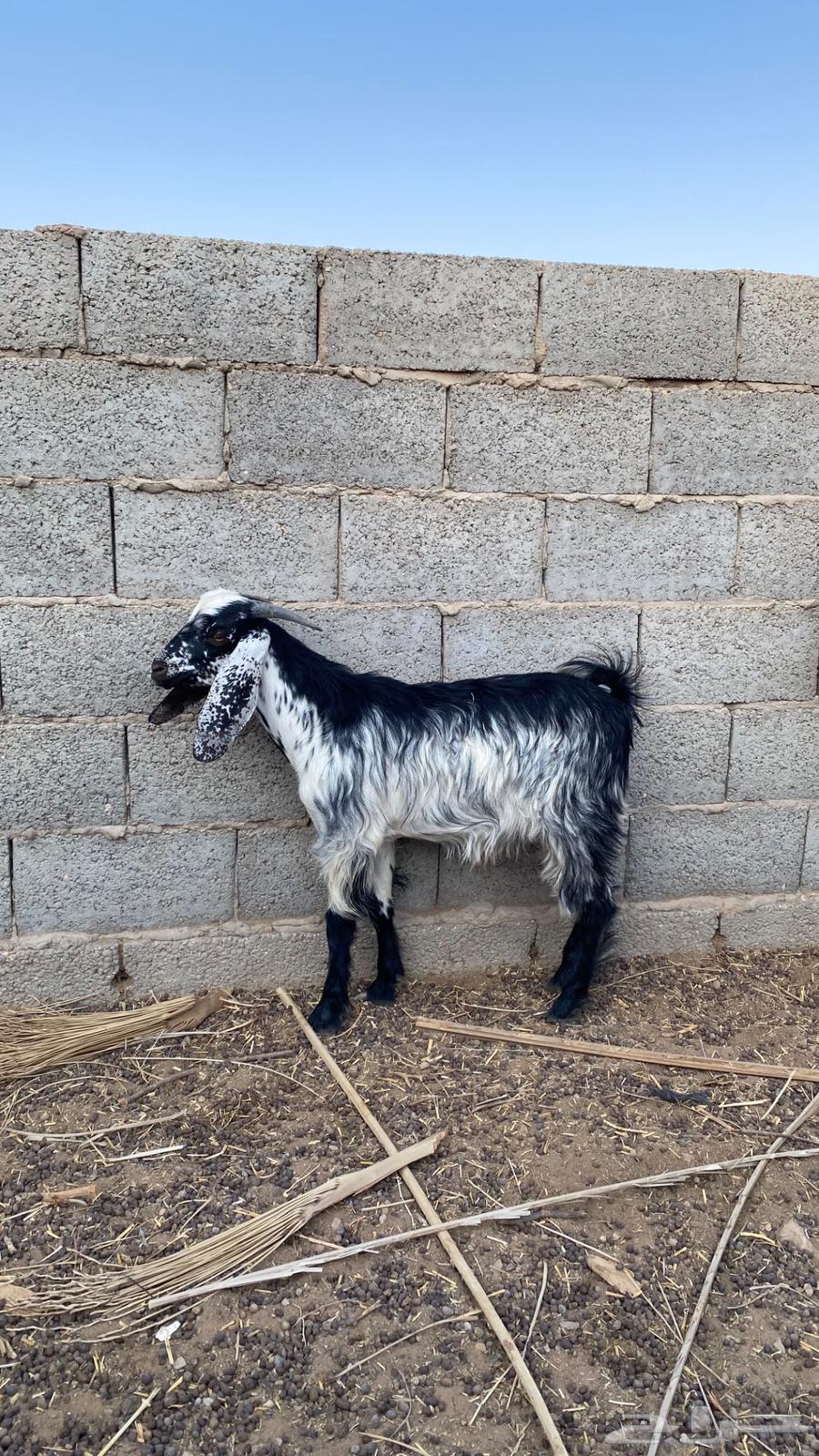 تيوس للبيع64549106885121113