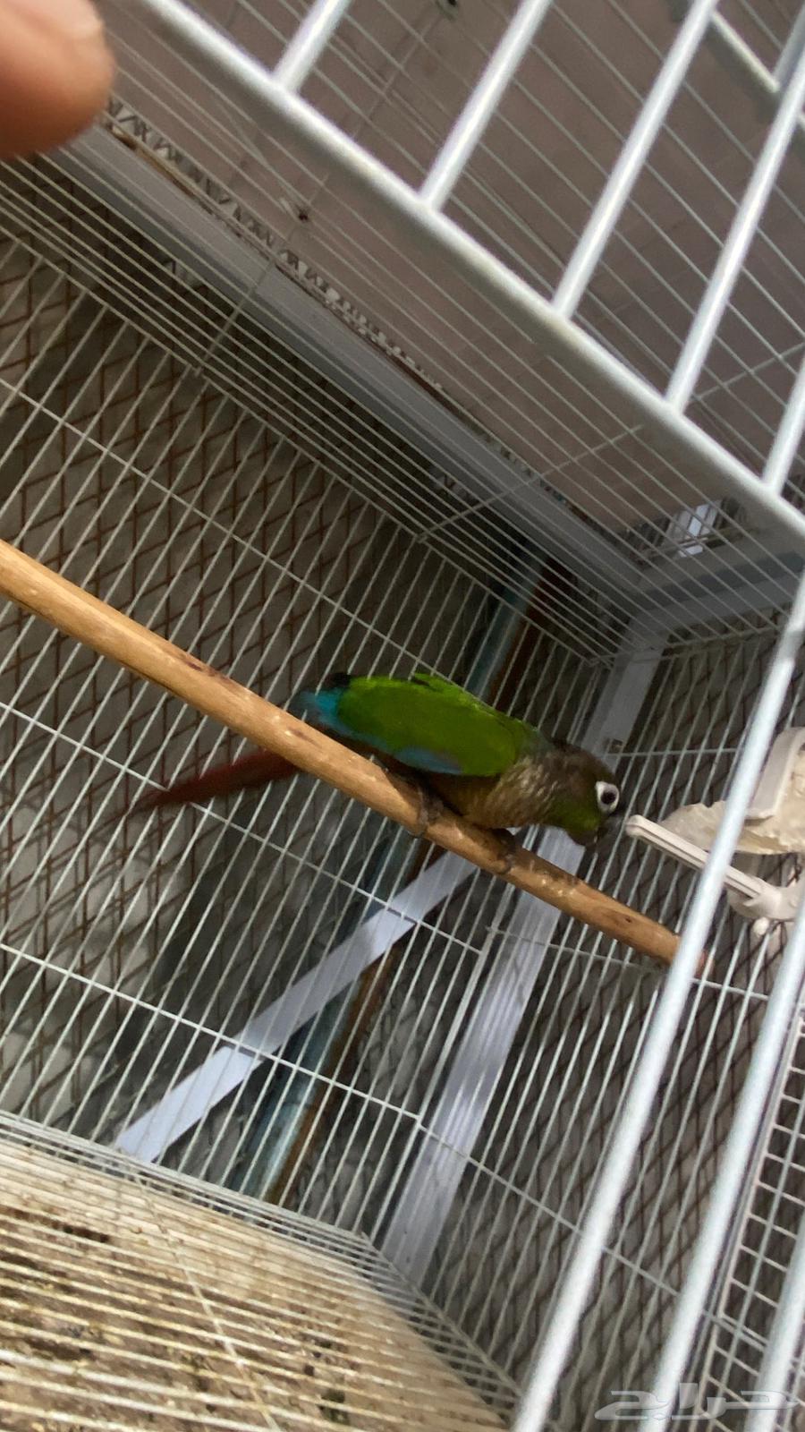 ذكر كنيور قرين شيك منتج(( تم البيع64549599000705112