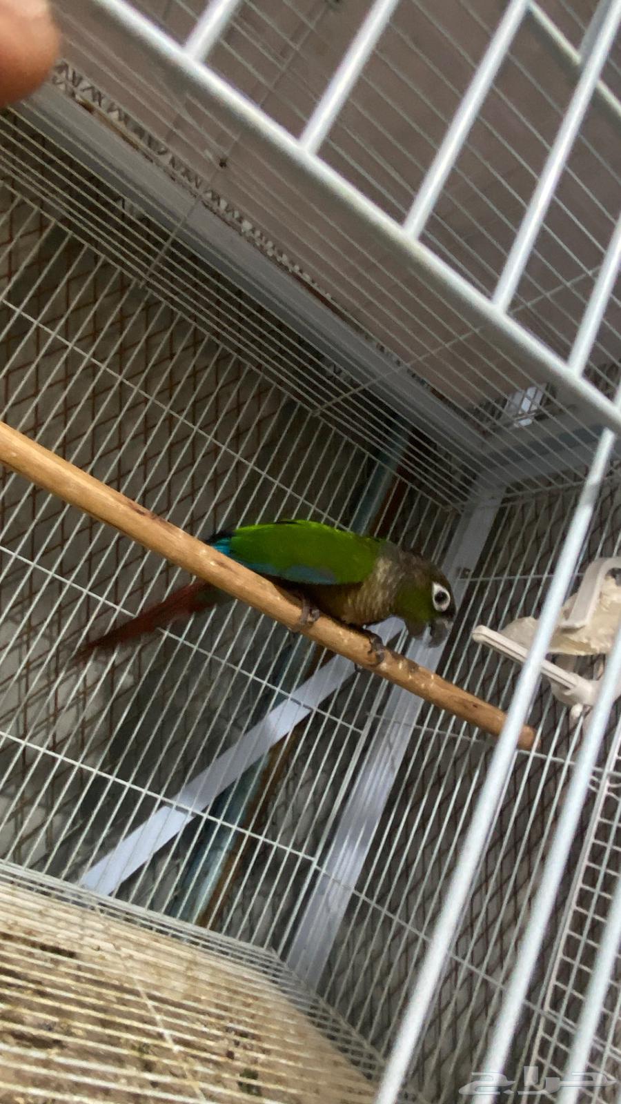 ذكر كنيور قرين شيك منتج(( تم البيع64549599000705114