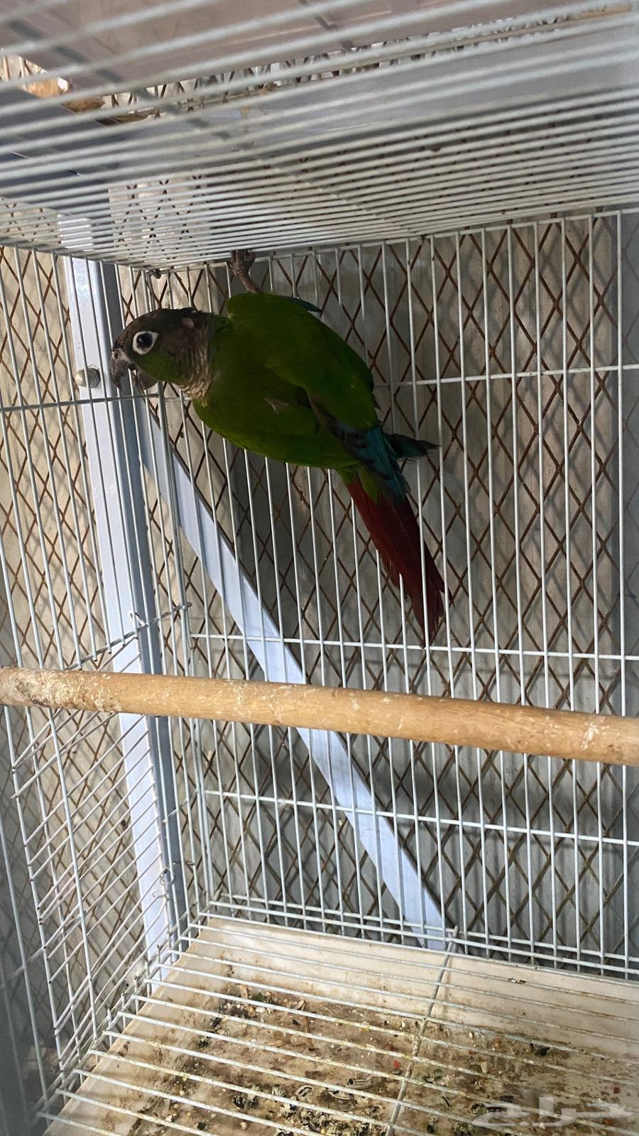 ذكر كنيور قرين شيك منتج(( تم البيع64549599000705113