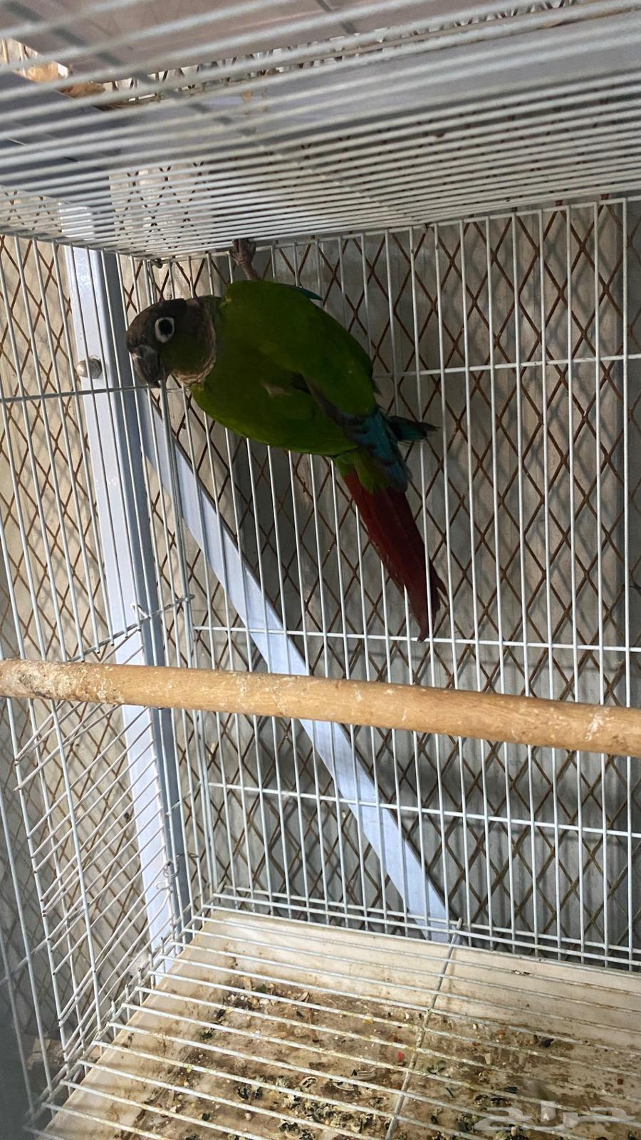 ذكر كنيور قرين شيك منتج(( تم البيع64549599000705110