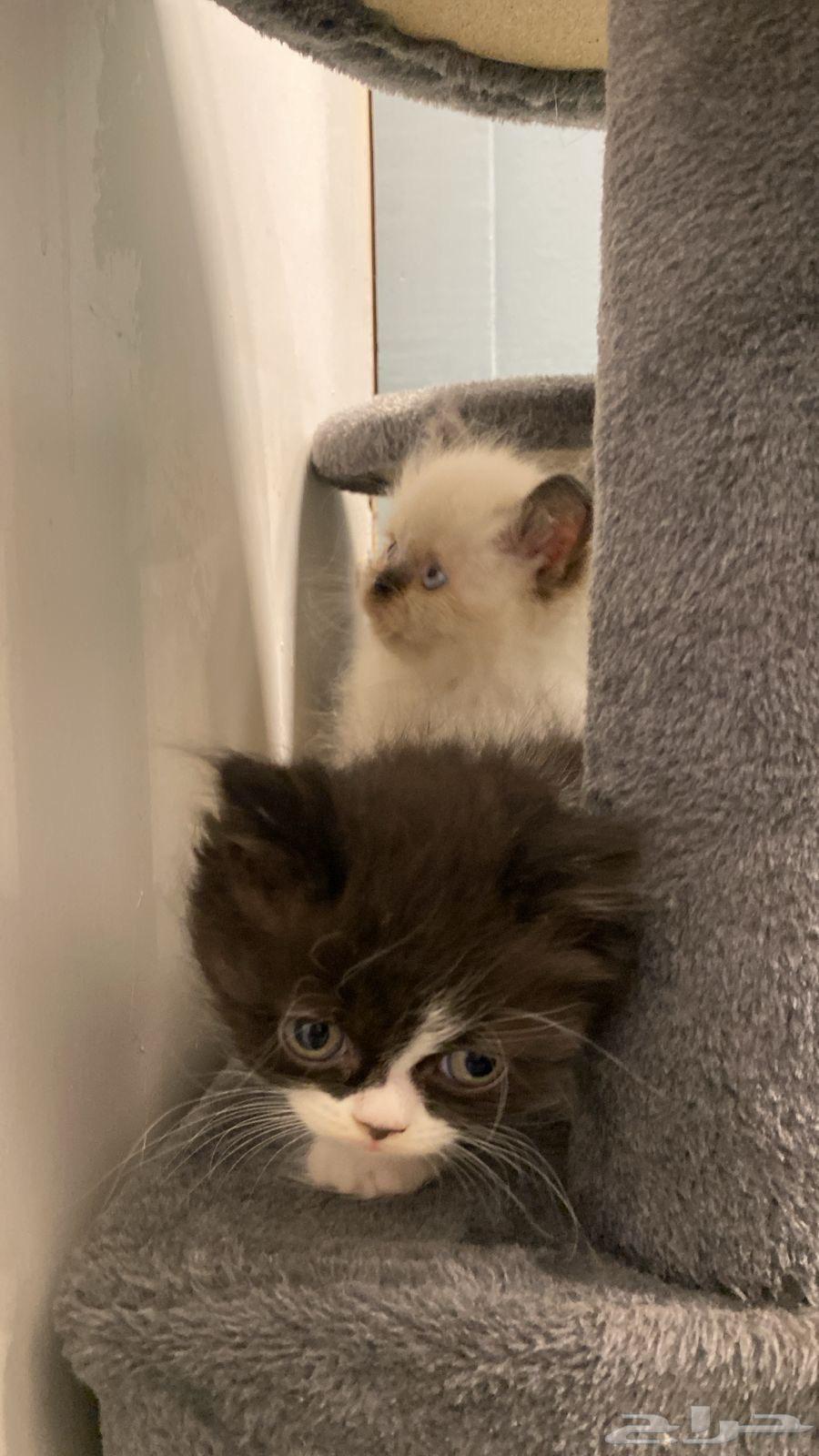 Two three-month-old kittens, one male and one female, Persian and Himalayan64550478835075110