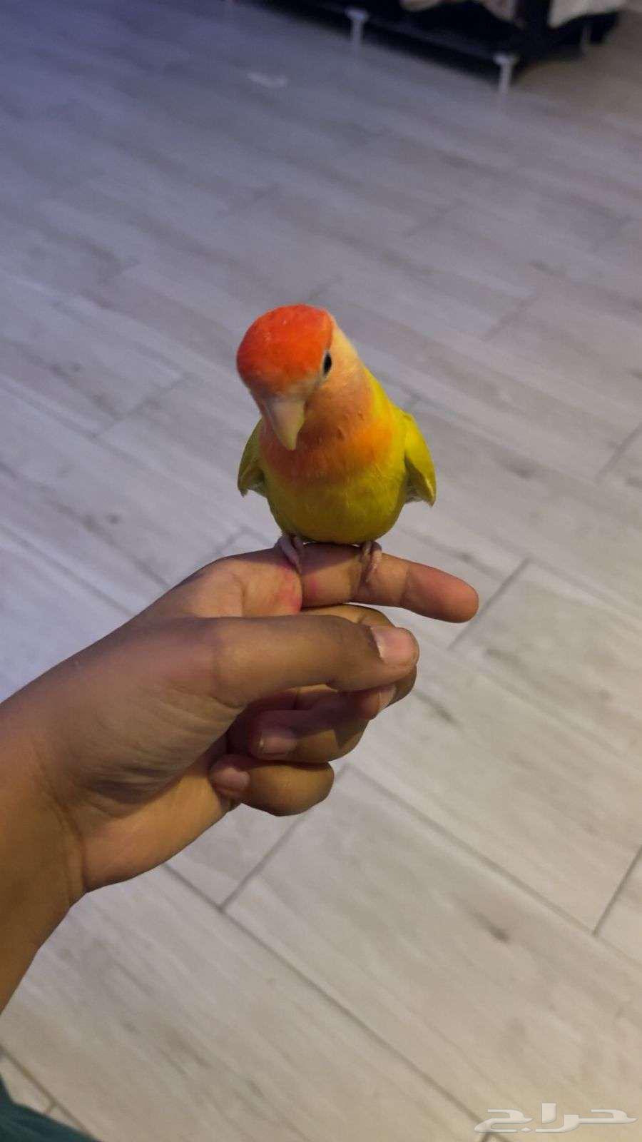 Bird of the day64551676174979110