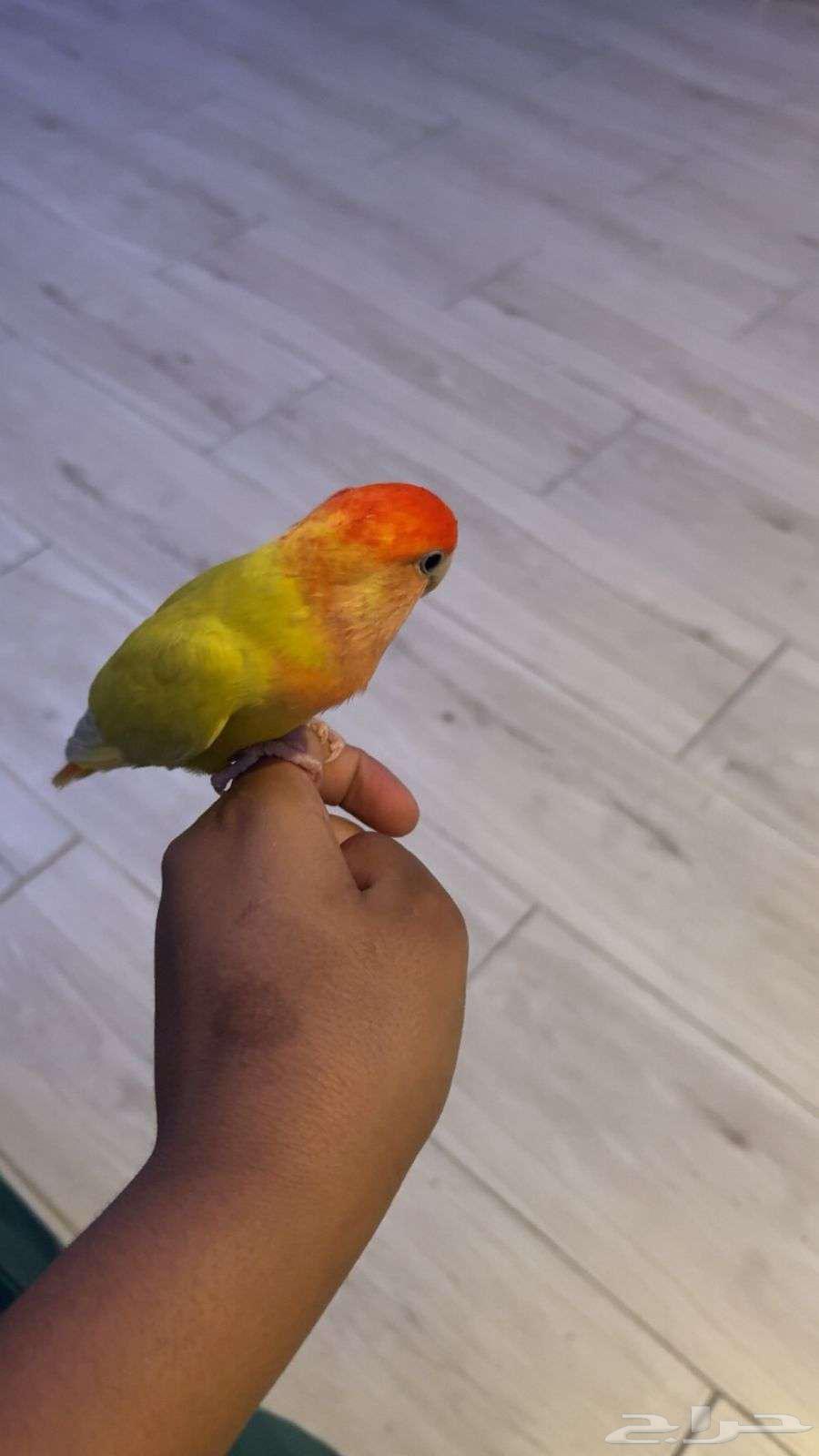 Bird of the day64551676174979111