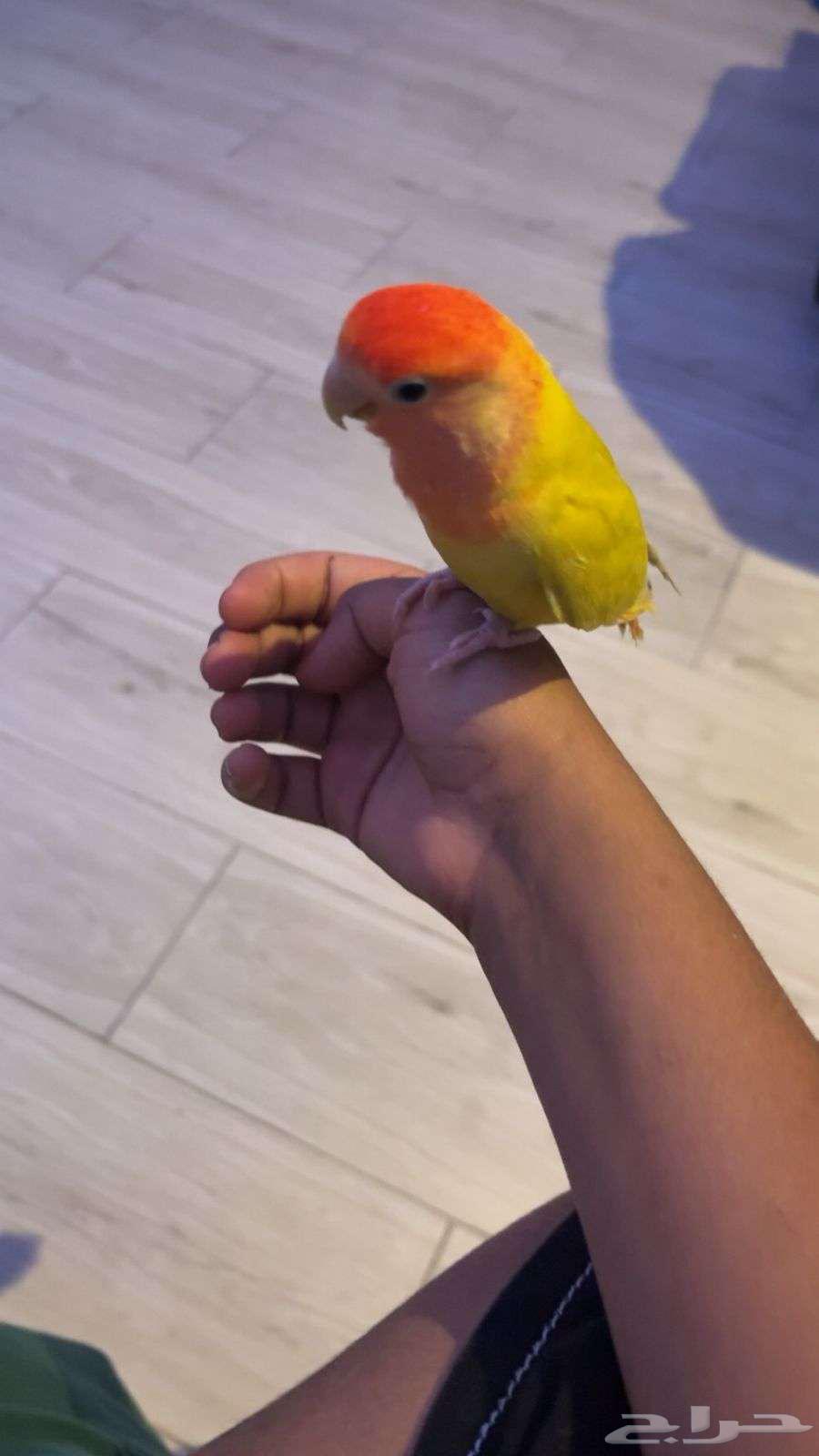 Bird of the day64551676174979112