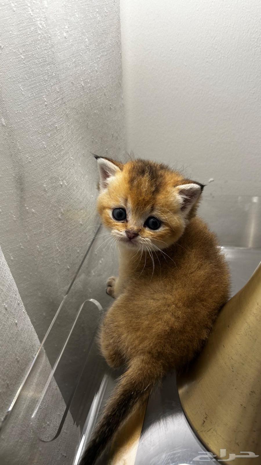 Scott for sale64544678014849111