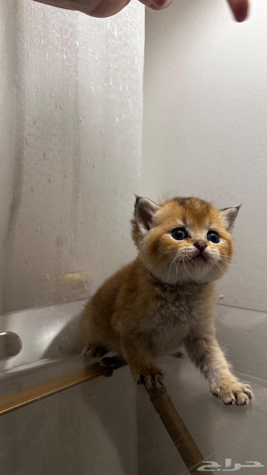 Scott for sale64544678014849110