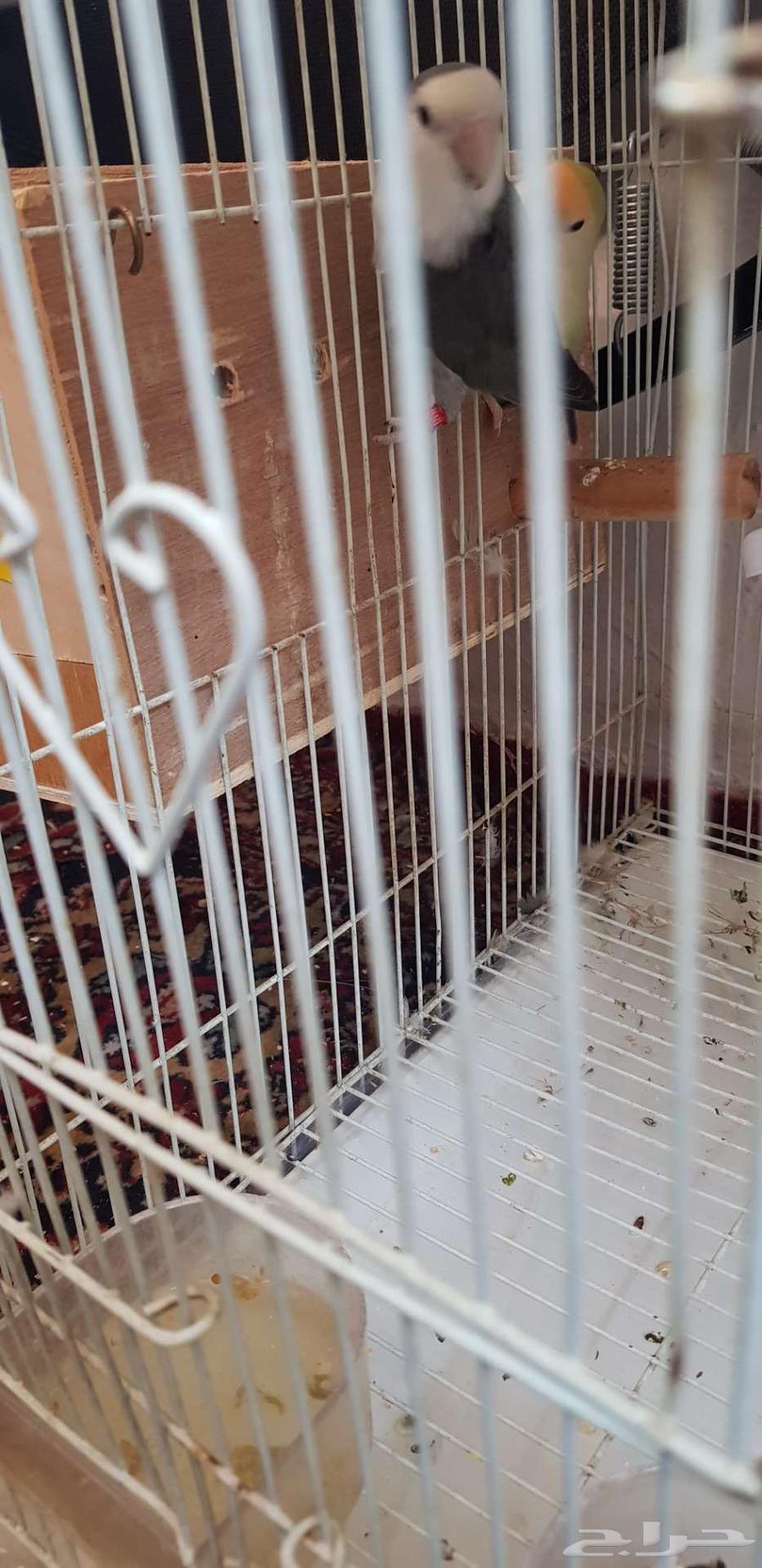 جوز روز سبق له الانتاج64547832974339110