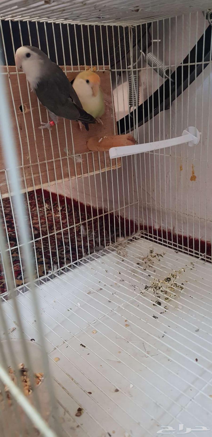 جوز روز سبق له الانتاج64547832974339113