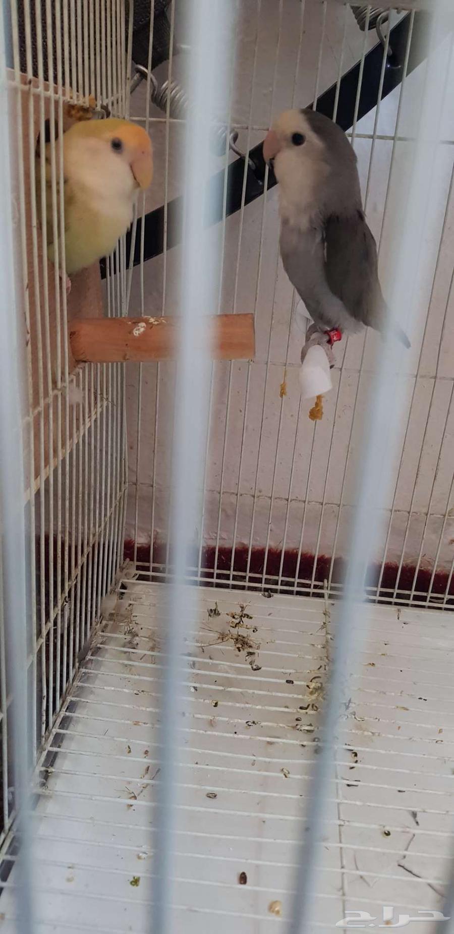 جوز روز سبق له الانتاج64547832974339112