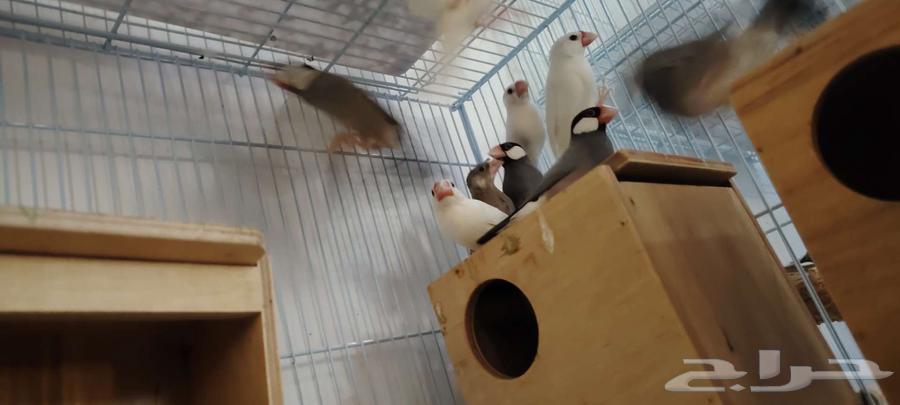 جاوة للبيع64548659784833111