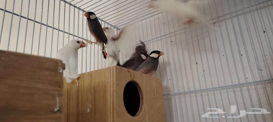 جاوة للبيع64548659784833110