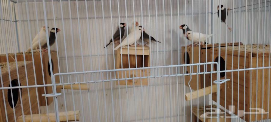 جاوة للبيع64548659784833112