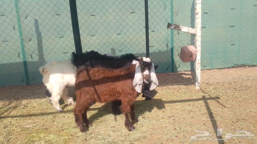 تيوس سمان الجله64545573211905111