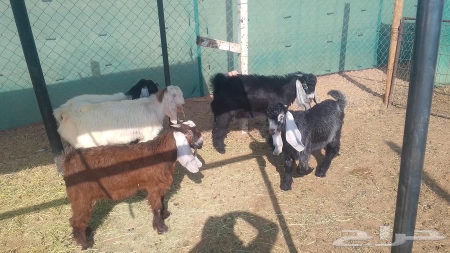 تيوس سمان الجله64545573211905110