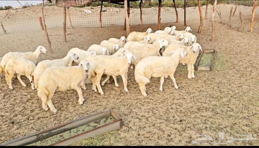 Mechanical Rack64550761060737111