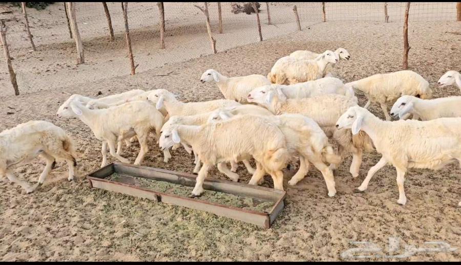 Mechanical Rack64550761060737110