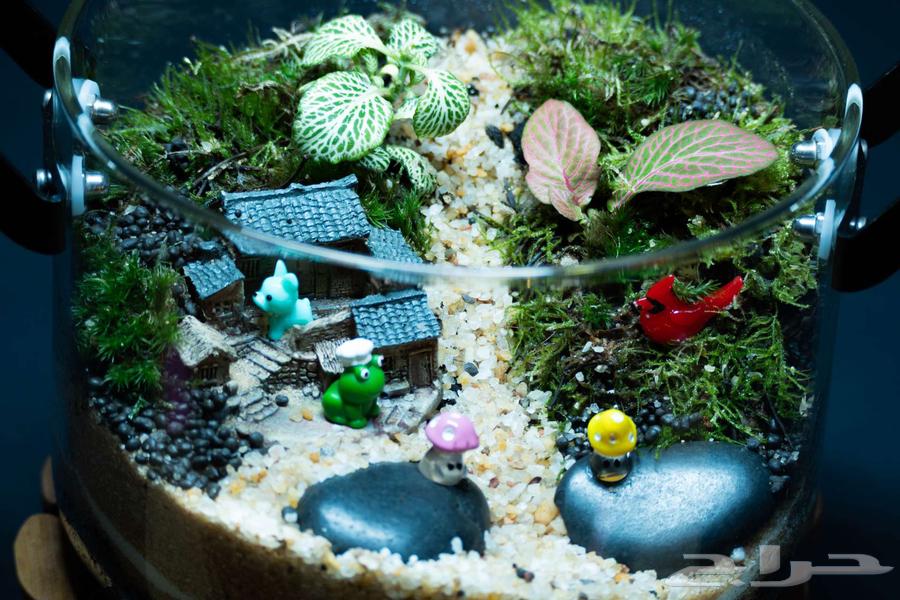 جدر 4.5 لتر تيراريوم مغلق طبيعي- ديكور مطبخ64488367199105111