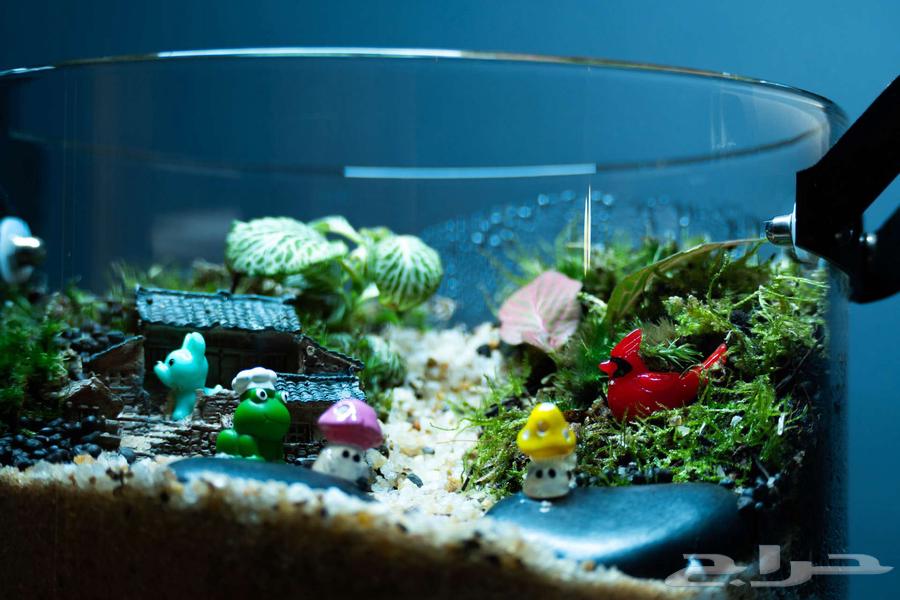 جدر 4.5 لتر تيراريوم مغلق طبيعي- ديكور مطبخ64488367199105112