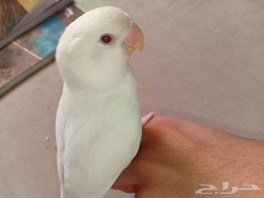 Al-Ahsa64550232136321111