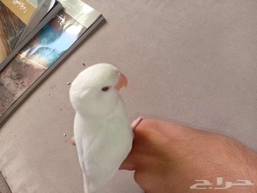 Al-Ahsa64550232136321110