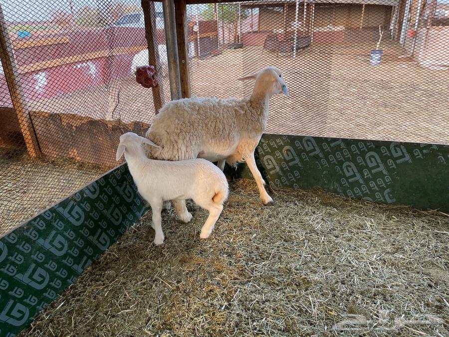 رخل صنف تحتها رخل64550718427138111