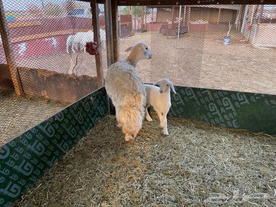 رخل صنف تحتها رخل64550718427138112