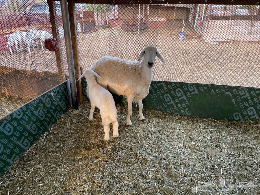 رخل صنف تحتها رخل64550718427138110