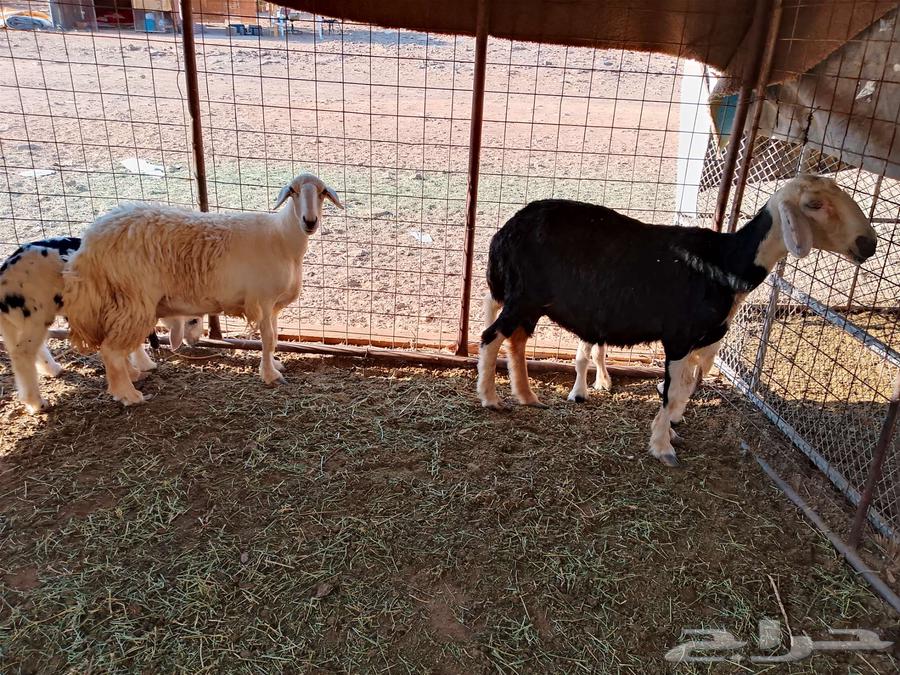 نعاج والد طيبه64554649155969110