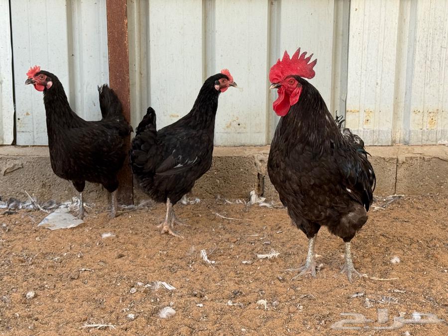 Turkish Chicken Set and Vaccination Injection Gun64554020343937112