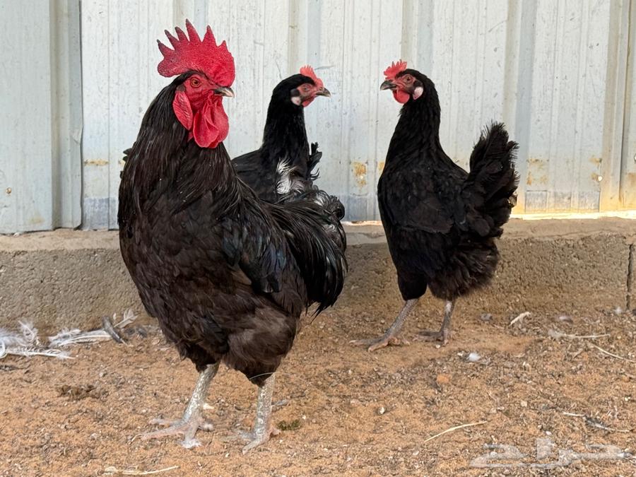 Turkish Chicken Set and Vaccination Injection Gun64554020343937110