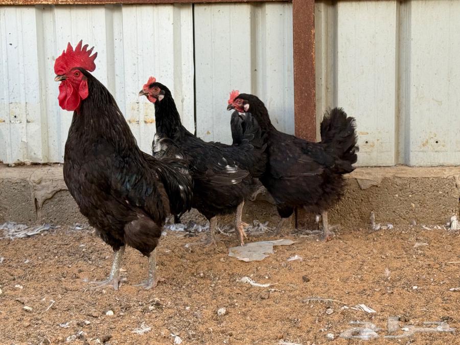 Turkish Chicken Set and Vaccination Injection Gun64554020343937111