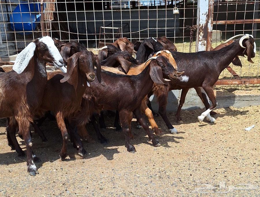 Egyptian goats for sale, high-quality purebred, 15 does with the buck for Al-Qunai64546665020034114